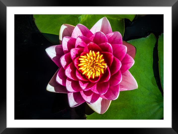 Water Lily Framed Mounted Print by Peter Jarvis