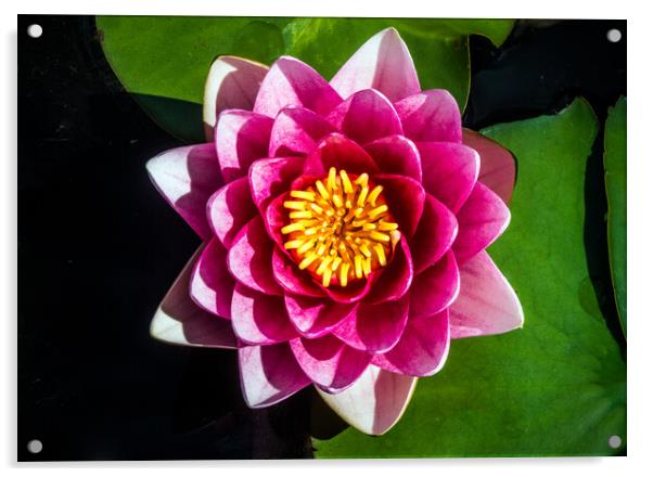 Water Lily Acrylic by Peter Jarvis