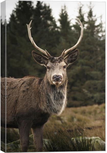Wild Deer in Glencoe  Canvas Print by Anthony McGeever