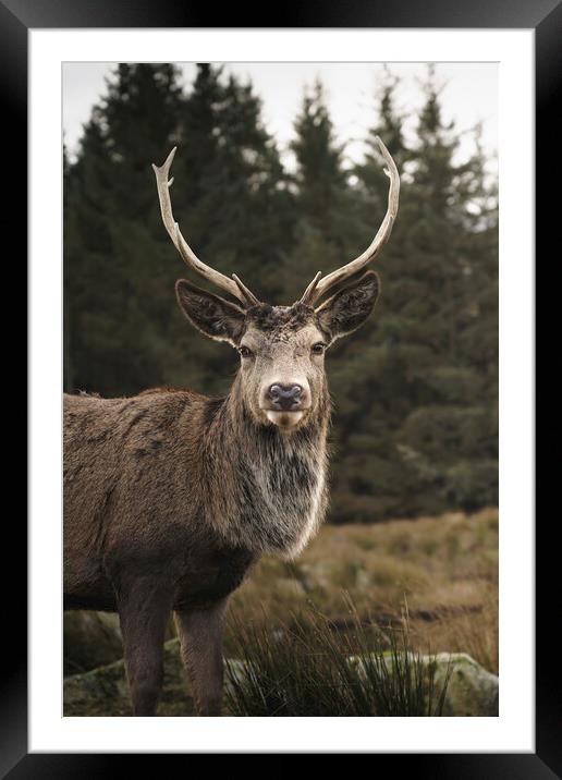 Wild Deer in Glencoe  Framed Mounted Print by Anthony McGeever