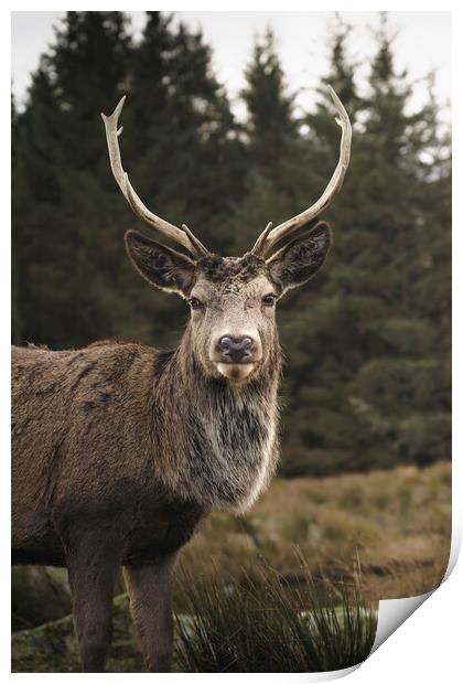 Wild Deer in Glencoe  Print by Anthony McGeever