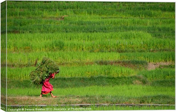 Woman Harvesting Crops near Bhaktapur, Nepal Canvas Print by Serena Bowles