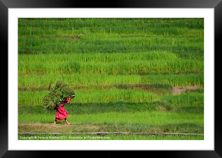 Woman Harvesting Crops near Bhaktapur, Nepal Framed Mounted Print by Serena Bowles
