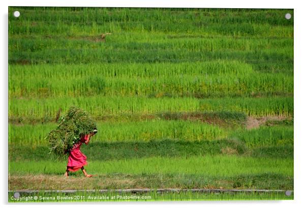 Woman Harvesting Crops near Bhaktapur, Nepal Acrylic by Serena Bowles