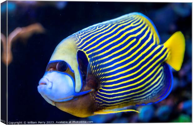Colorful Blue Yellow Emperor Angelfish Waikiki Oahu Hawaii Canvas Print by William Perry