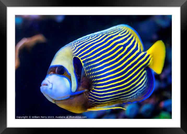 Colorful Blue Yellow Emperor Angelfish Waikiki Oahu Hawaii Framed Mounted Print by William Perry