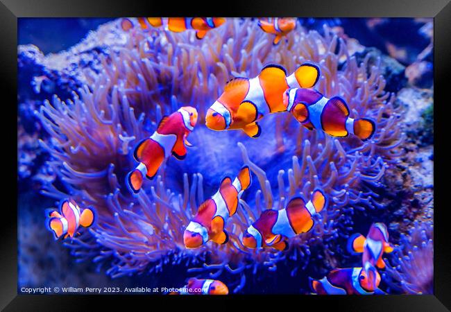 Colorful Orange White Clownfish Waikiki Oahu Hawaii Framed Print by William Perry