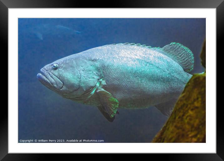 Colorful Giant Grouper Waikiki Oahu Hawaii Framed Mounted Print by William Perry