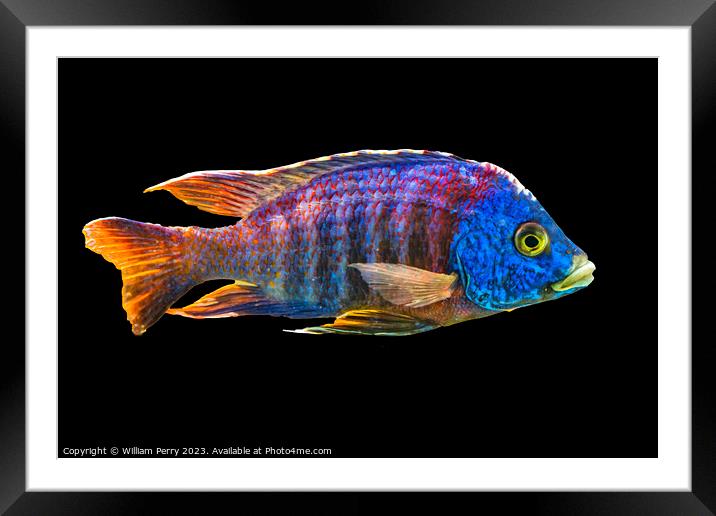 Colorful Blue Peacock Cichlid Fish Waikiki Oahu Hawaii Framed Mounted Print by William Perry