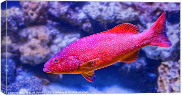 Colorful Red Coral Grouper Waikiki Oahu Hawaii Canvas Print by William Perry