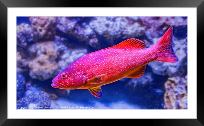 Colorful Red Coral Grouper Waikiki Oahu Hawaii Framed Mounted Print by William Perry