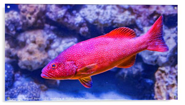 Colorful Red Coral Grouper Waikiki Oahu Hawaii Acrylic by William Perry