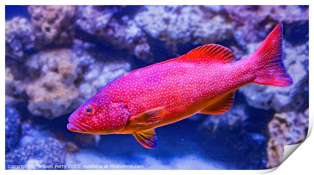 Colorful Red Coral Grouper Waikiki Oahu Hawaii Print by William Perry