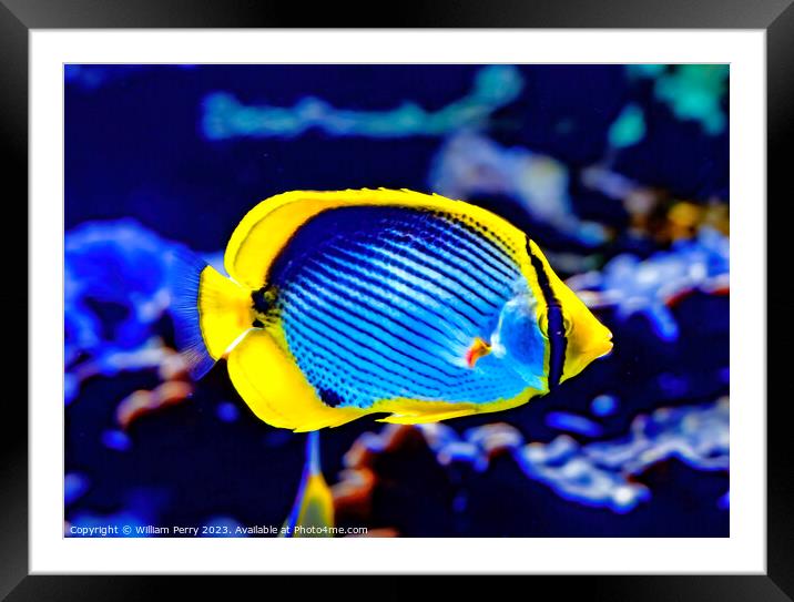 Colorful Blackback Butterfly Fish Waikiki Oahu Hawaii Framed Mounted Print by William Perry