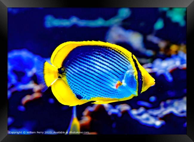 Colorful Blackback Butterfly Fish Waikiki Oahu Hawaii Framed Print by William Perry