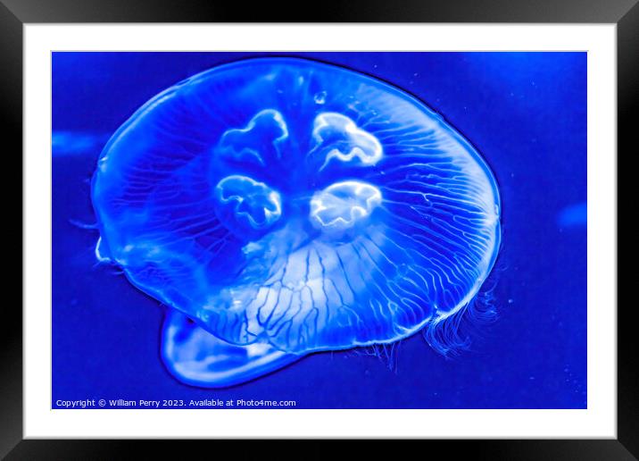 Colorful Blue Moon Jellyfish Waikiki Oahu Hawaii Framed Mounted Print by William Perry