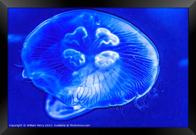Colorful Blue Moon Jellyfish Waikiki Oahu Hawaii Framed Print by William Perry
