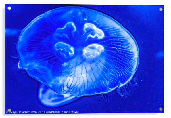 Colorful Blue Moon Jellyfish Waikiki Oahu Hawaii Acrylic by William Perry