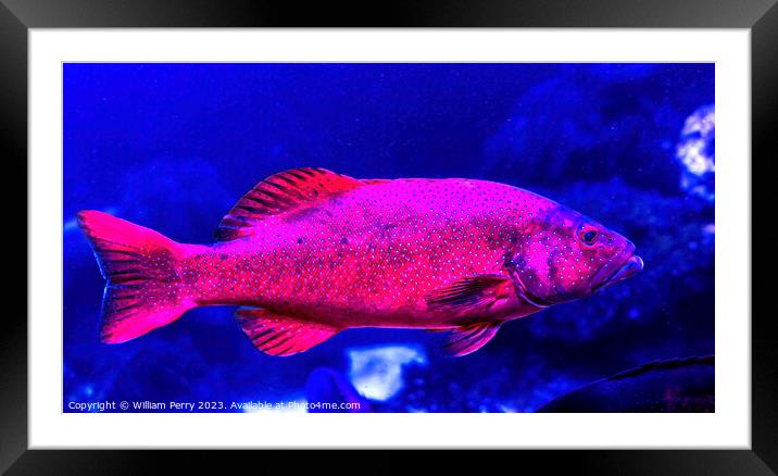 Colorful Red Coral Grouper Waikiki Oahu Hawaii Framed Mounted Print by William Perry