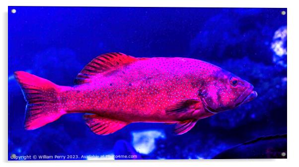 Colorful Red Coral Grouper Waikiki Oahu Hawaii Acrylic by William Perry
