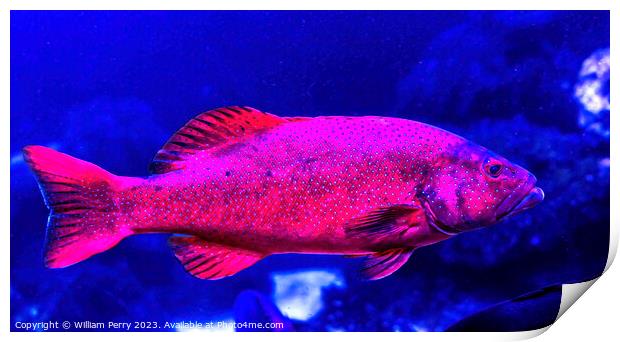 Colorful Red Coral Grouper Waikiki Oahu Hawaii Print by William Perry