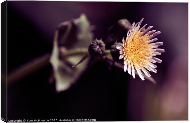 'Up Close: The Enchanting Sowthistle Flower' Canvas Print by Tom McPherson