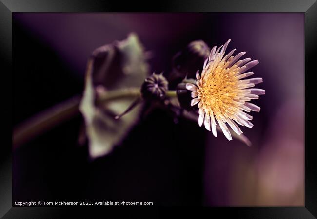 'Up Close: The Enchanting Sowthistle Flower' Framed Print by Tom McPherson