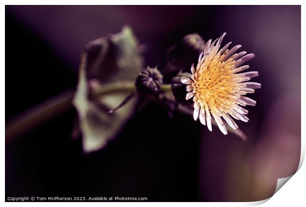 'Up Close: The Enchanting Sowthistle Flower' Print by Tom McPherson