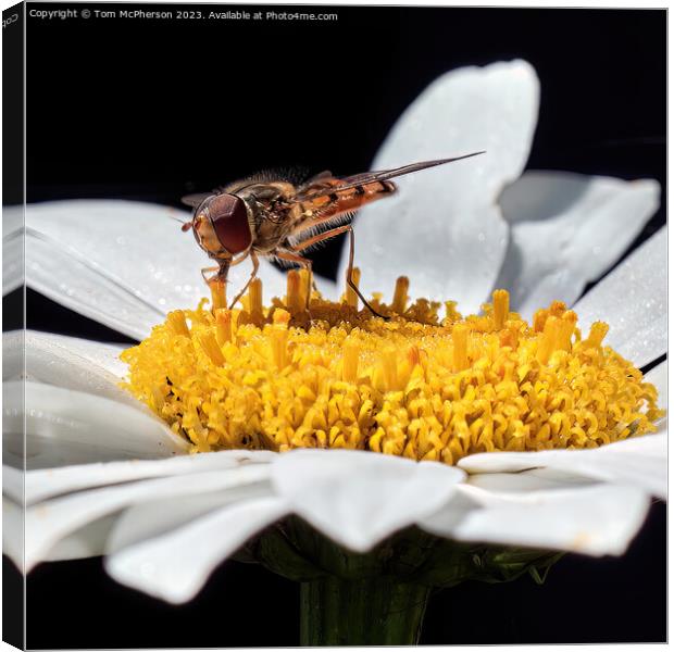 Golden Hover Fly: A Floral Encounter Canvas Print by Tom McPherson