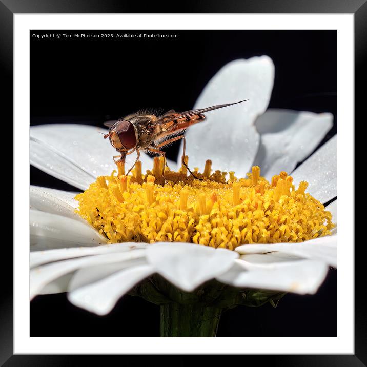 Golden Hover Fly: A Floral Encounter Framed Mounted Print by Tom McPherson
