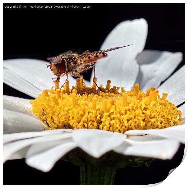 Golden Hover Fly: A Floral Encounter Print by Tom McPherson