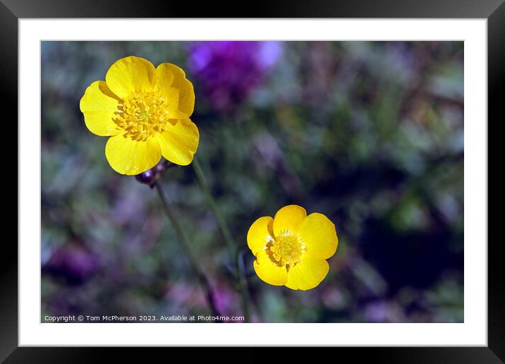 'Dainty Persian Ranunculus Polyanthemos Unveiled' Framed Mounted Print by Tom McPherson