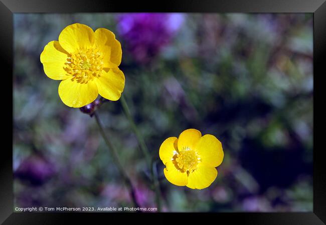 'Dainty Persian Ranunculus Polyanthemos Unveiled' Framed Print by Tom McPherson
