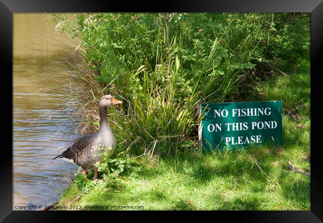 No Fishing ! Framed Print by Sally Wallis