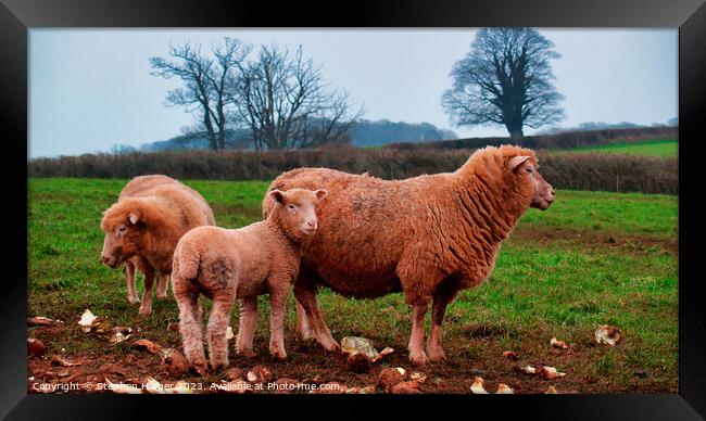 Red Sheep Framed Print by Stephen Hamer