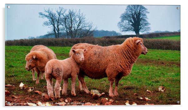 Red Sheep Acrylic by Stephen Hamer