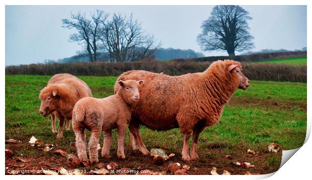 Red Sheep Print by Stephen Hamer