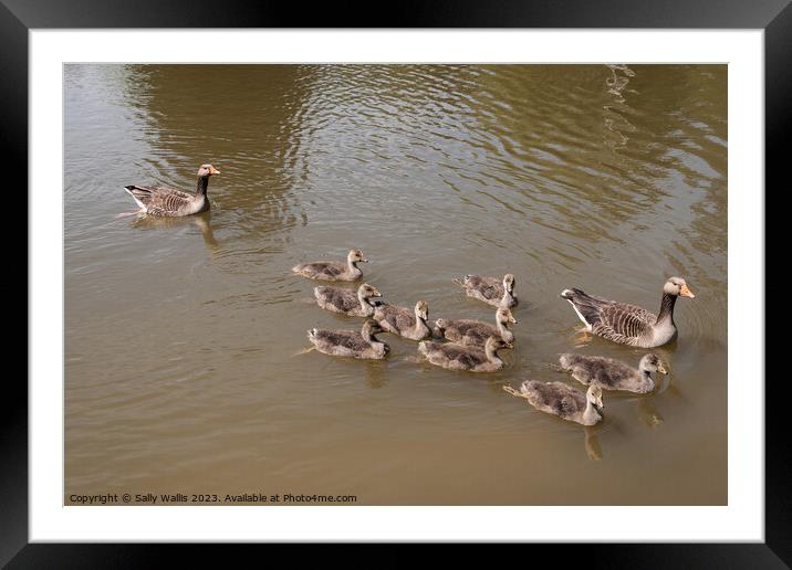 Greylag Geese parents with family Framed Mounted Print by Sally Wallis