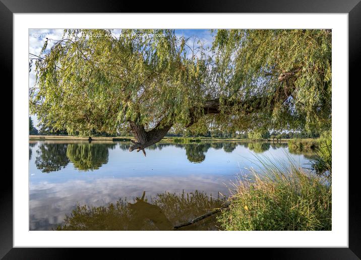 Large weepimg willow branch reaching out over the pond Framed Mounted Print by Kevin White