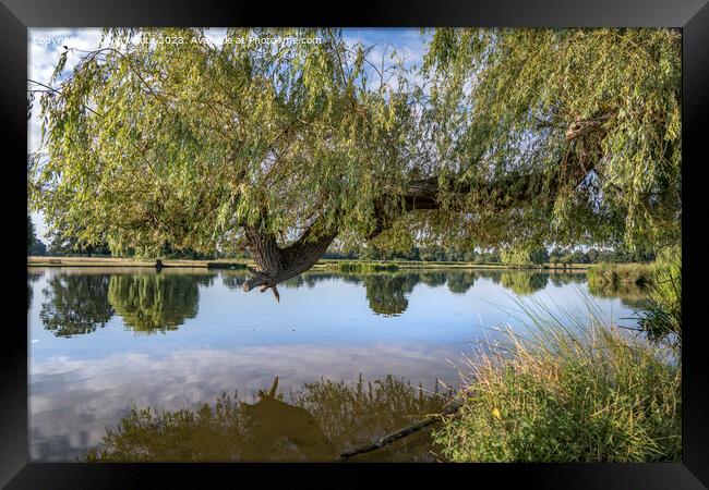 Large weepimg willow branch reaching out over the pond Framed Print by Kevin White