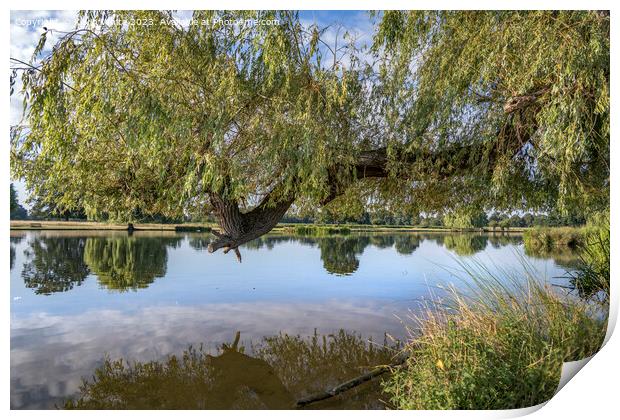 Large weepimg willow branch reaching out over the pond Print by Kevin White