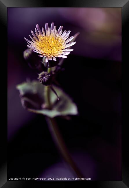 Intricate Beauty of Sowthistle  Framed Print by Tom McPherson