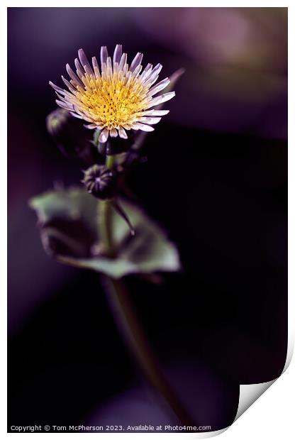 Intricate Beauty of Sowthistle  Print by Tom McPherson