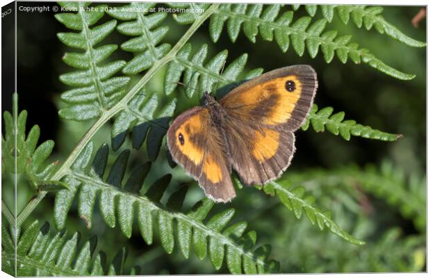 Gatekeeper butterfly in summer Canvas Print by Kevin White