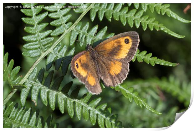 Gatekeeper butterfly in summer Print by Kevin White