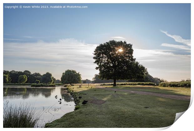 Bright July morning sun at Bushy Park  Print by Kevin White