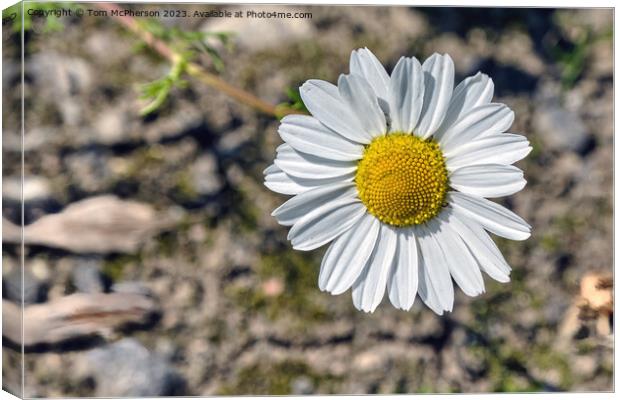 'Intimate Glimpse Into Common Daisy' Canvas Print by Tom McPherson