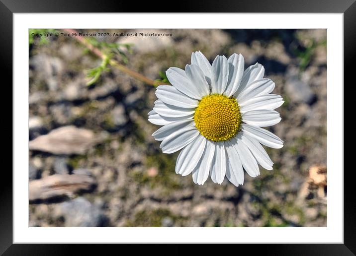 'Intimate Glimpse Into Common Daisy' Framed Mounted Print by Tom McPherson
