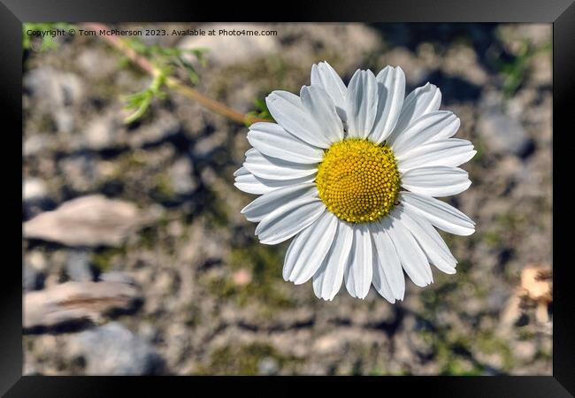 'Intimate Glimpse Into Common Daisy' Framed Print by Tom McPherson