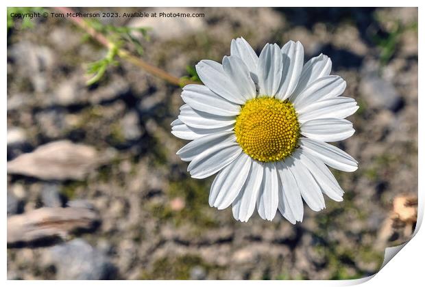 'Intimate Glimpse Into Common Daisy' Print by Tom McPherson